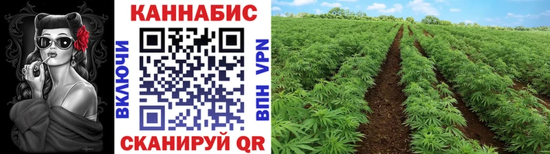 Бошки марихуана планчик  Ладушкин 